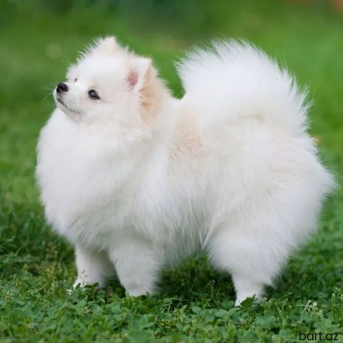 Pomerian spits satıram 