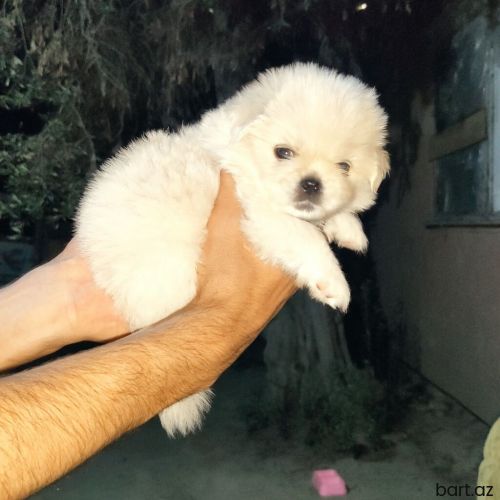 Pekines, 1 ay, Erkek