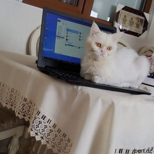 Pişik yaxşı əllərə verilir