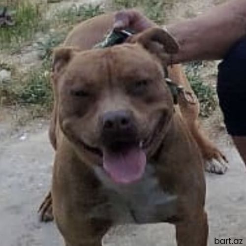 Pitbul, 11 ay, Erkek
