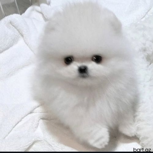 Pomerian Spitz balasi 