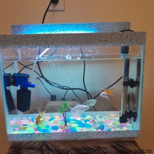 Dördbucaq Akvarium,