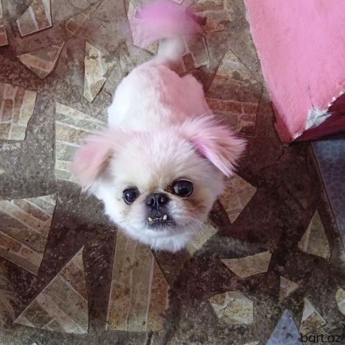 Pekines erkey