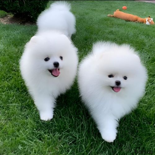 Pomerian şpits
