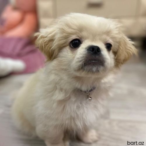 Pekines, 3 ay, Erkek
