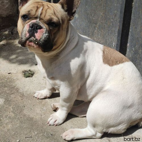 Mops, 1 il, Dişi