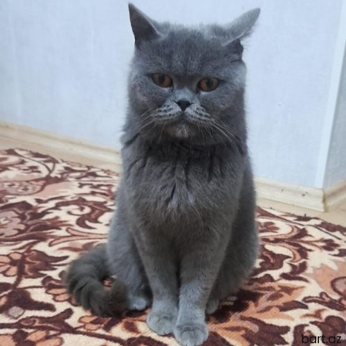 Birtany 2 yasi var