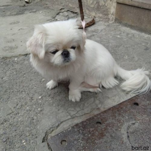 Pekines, 8 ay, Dişi