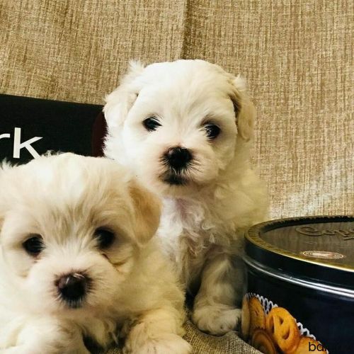 Mini malti pu 2 aylikdi 