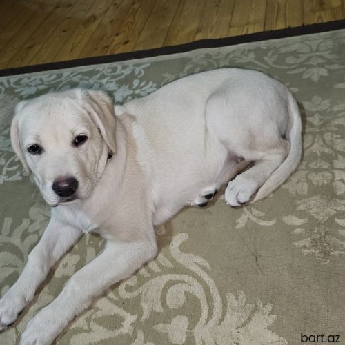 Labrador balasi satilir