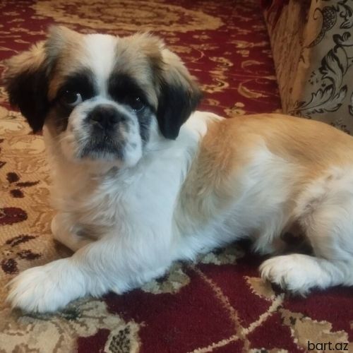 Pekines, 10 ay