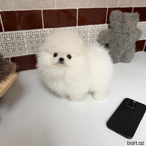 Pomerian spitz 