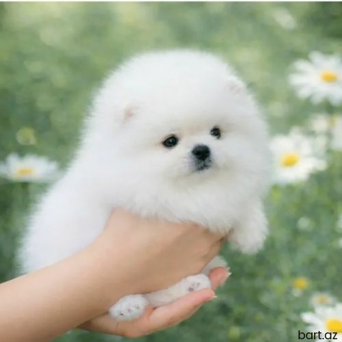 Pomerian Spitz balasi 