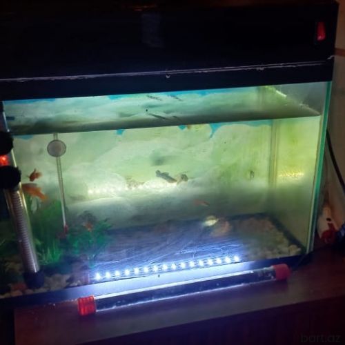 Balıq akvarium
