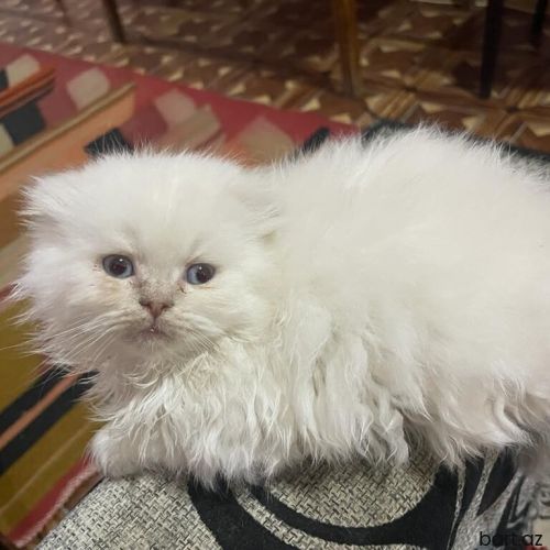 Təmiz şotlant pişiyi