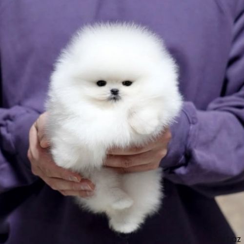 Pomerian spitz 