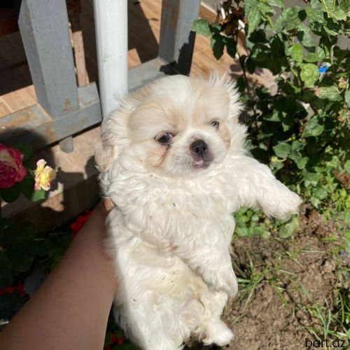 Saf qan sağlam erkək dişi Pekines balaları.