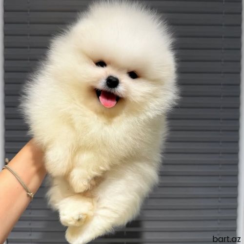 Pomerian Spitz balasi misqa