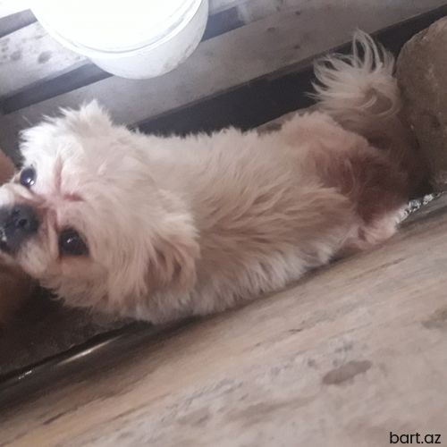 Pekines