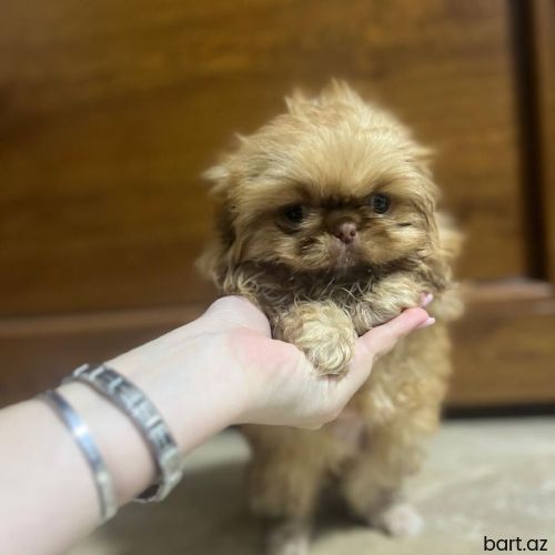 Pekines, 1 ay, Dişi