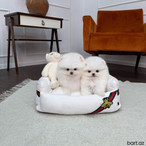 Pomerian spitz 