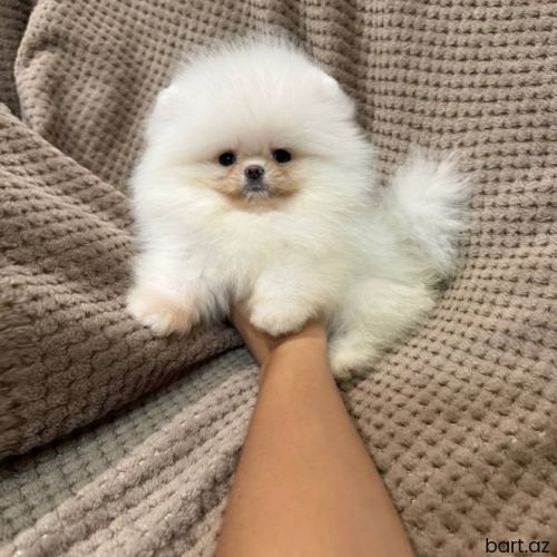 Pomerian spitz 