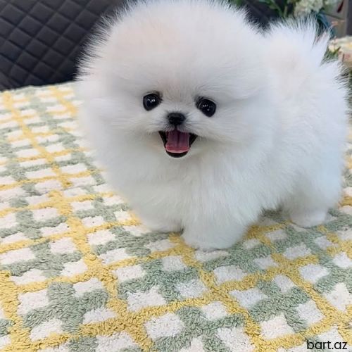 Pomerian Spitz balasi  misqadi 