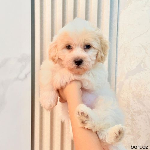Maltepu poodle 2 ayliq 