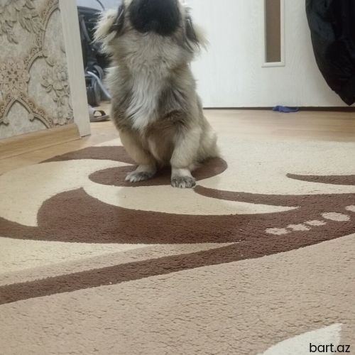 Pekines, 8 ay, Dişi
