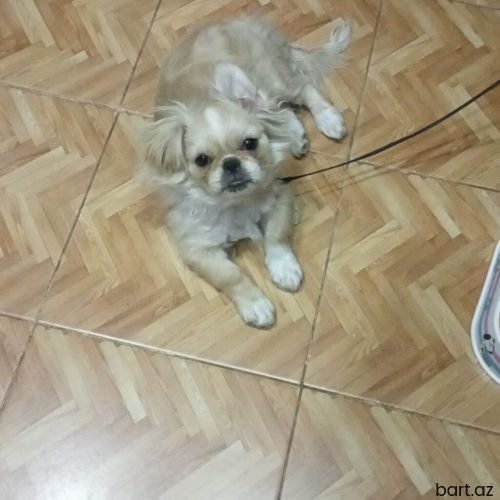 Pekines sortu 6 ay