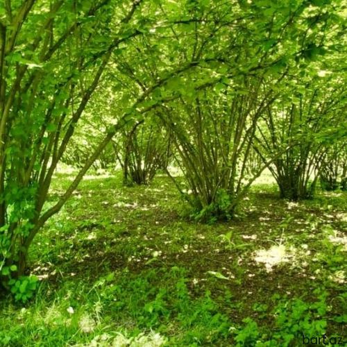 20 sot, Biznes üçün, Barter mümkündür, Bələdiyyə