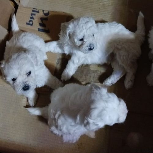 Toy pudel balasi 