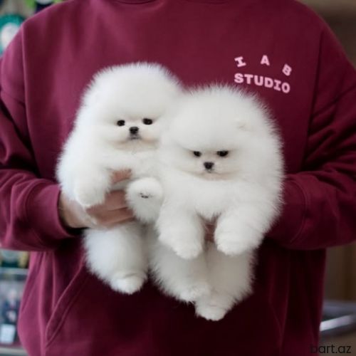 Pomerian spitz 
