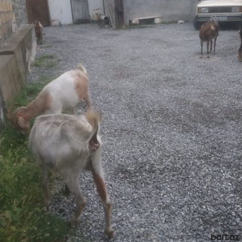 Keçi satılır