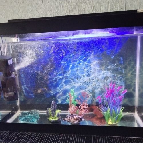 Dördbucaq akvarium, Balıqlarla birlikdə, 70 l