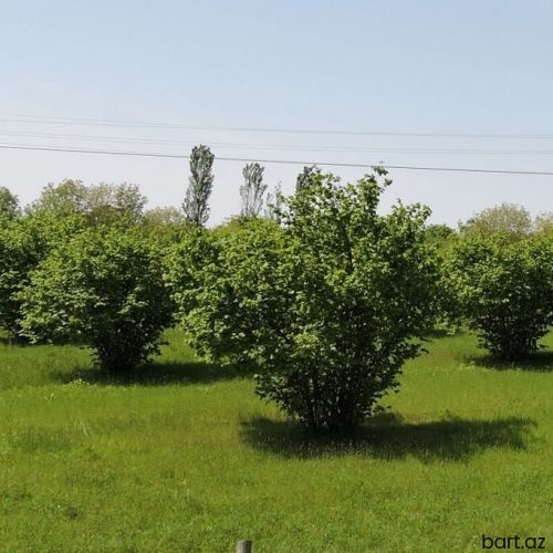 100 sot, Biznes üçün, Mülkiyyətçi, Kupça (Çıxarış)