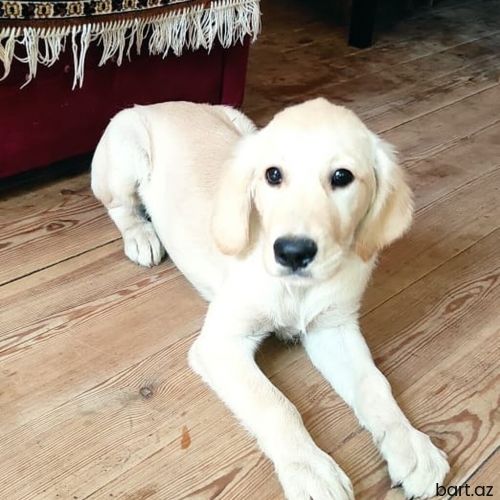 Golddn retrivder 