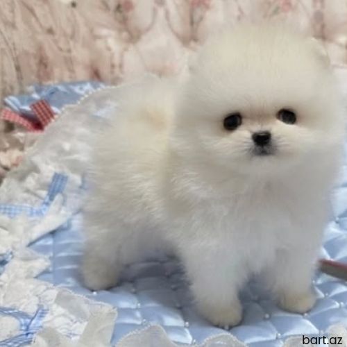 Pomerian spitz 