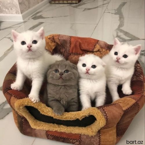 Шотландские котята 