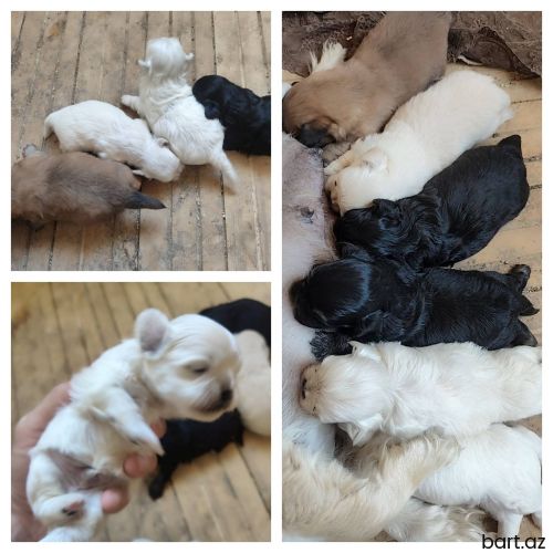Pekines