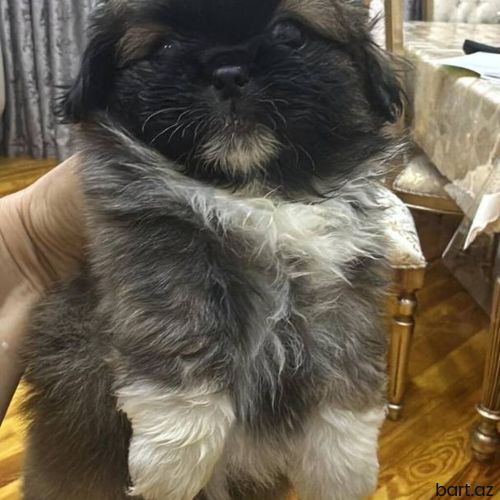 Pekines, 2 ay, Erkek