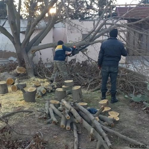 Ağacların kəsilməsi budamaq işləri aparılır 