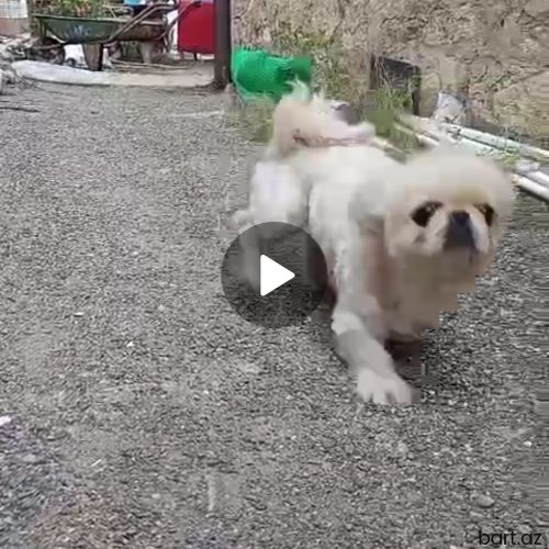 Ag pekines miska sifet, ucuz satram pul lazmdi