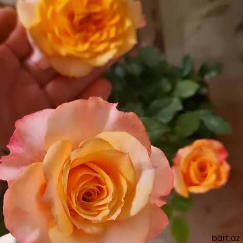 Evdar Xanımlara yeni iş Vakansiya aktivdir 