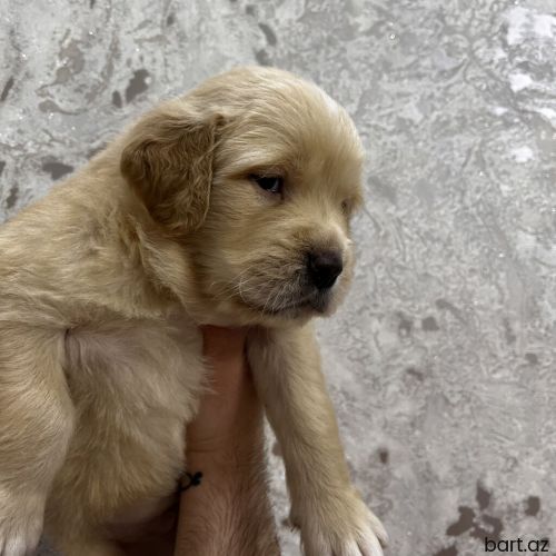 40 günlük golden retriever balasıdır. 