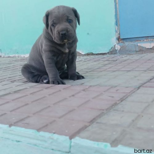 Kane-Korso, 1 ay, Dişi