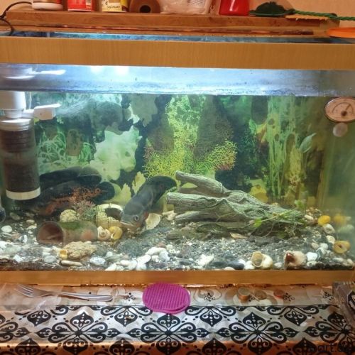 Dördbucaq akvarium