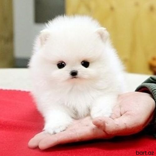 Pomerian Spitz balasi  2 aylqidi 