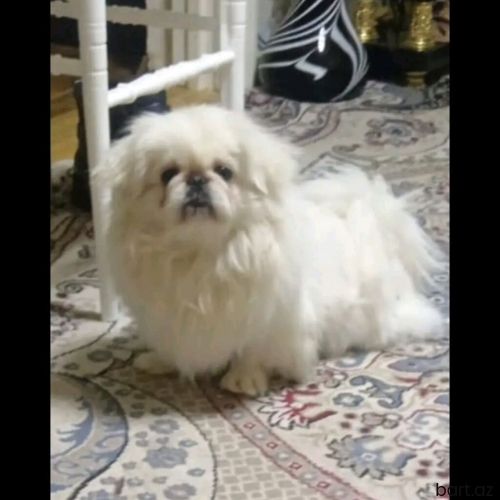 Pekines