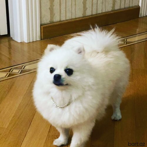 Pomerian spitzdir 